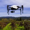 HA Vineyard Shorts 2018Howell Mt02072018.JPG